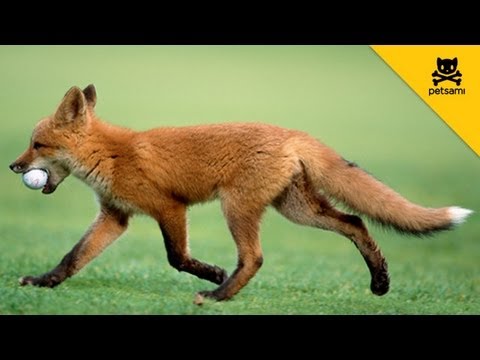 A fox steals a man’s golf ball and has the time of his life!