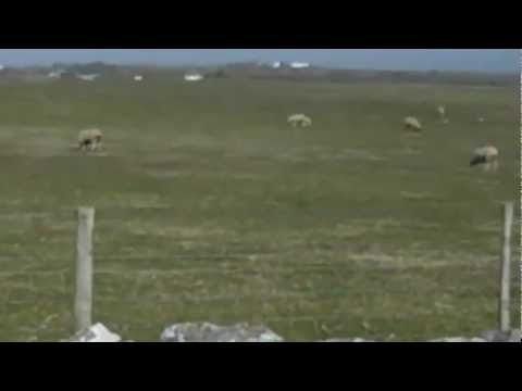 Windy Royal Porthcawl: The Golf Travel Guru T.V.