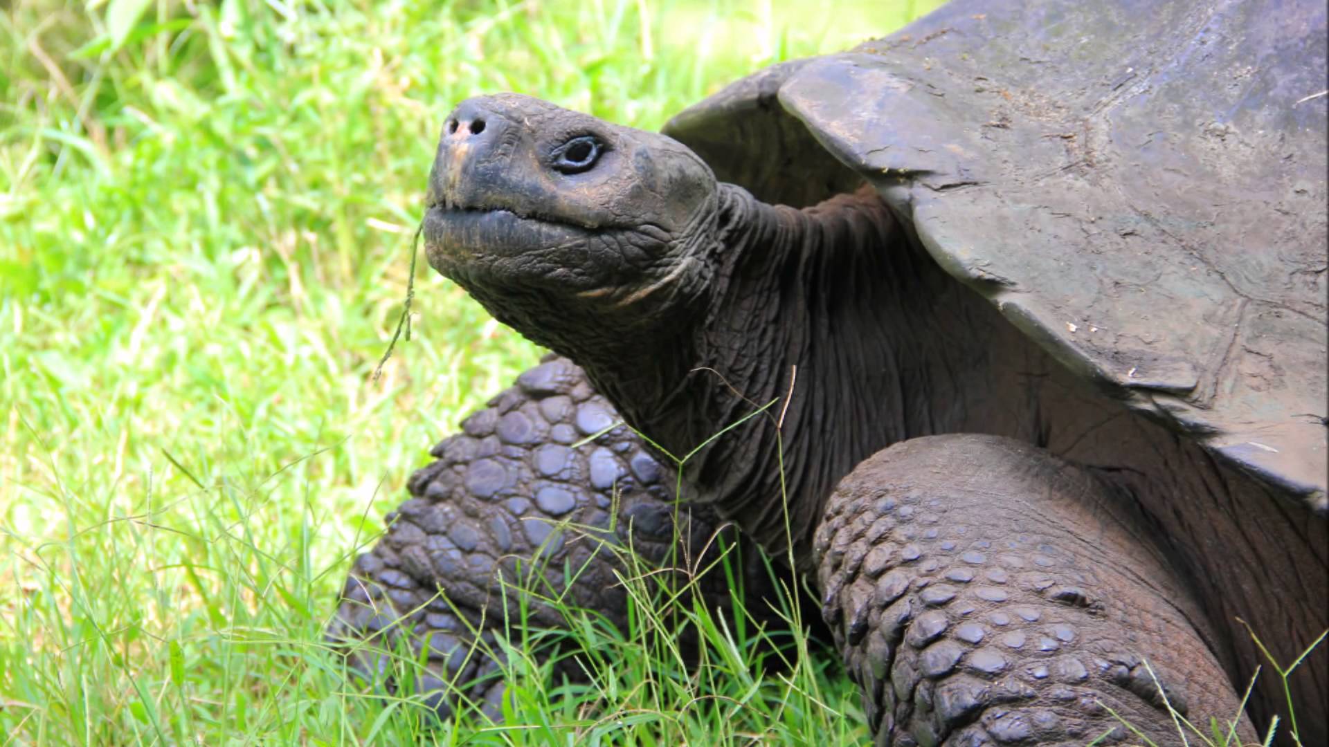 Galapagos on a budget, by funny golf ball BoB (Galapagos the cheap way, with tips) Travel guide