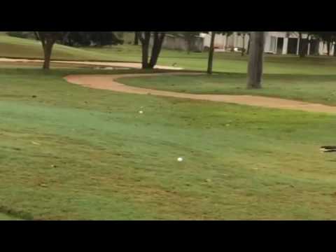 Bird bounces golf ball on the cart path!