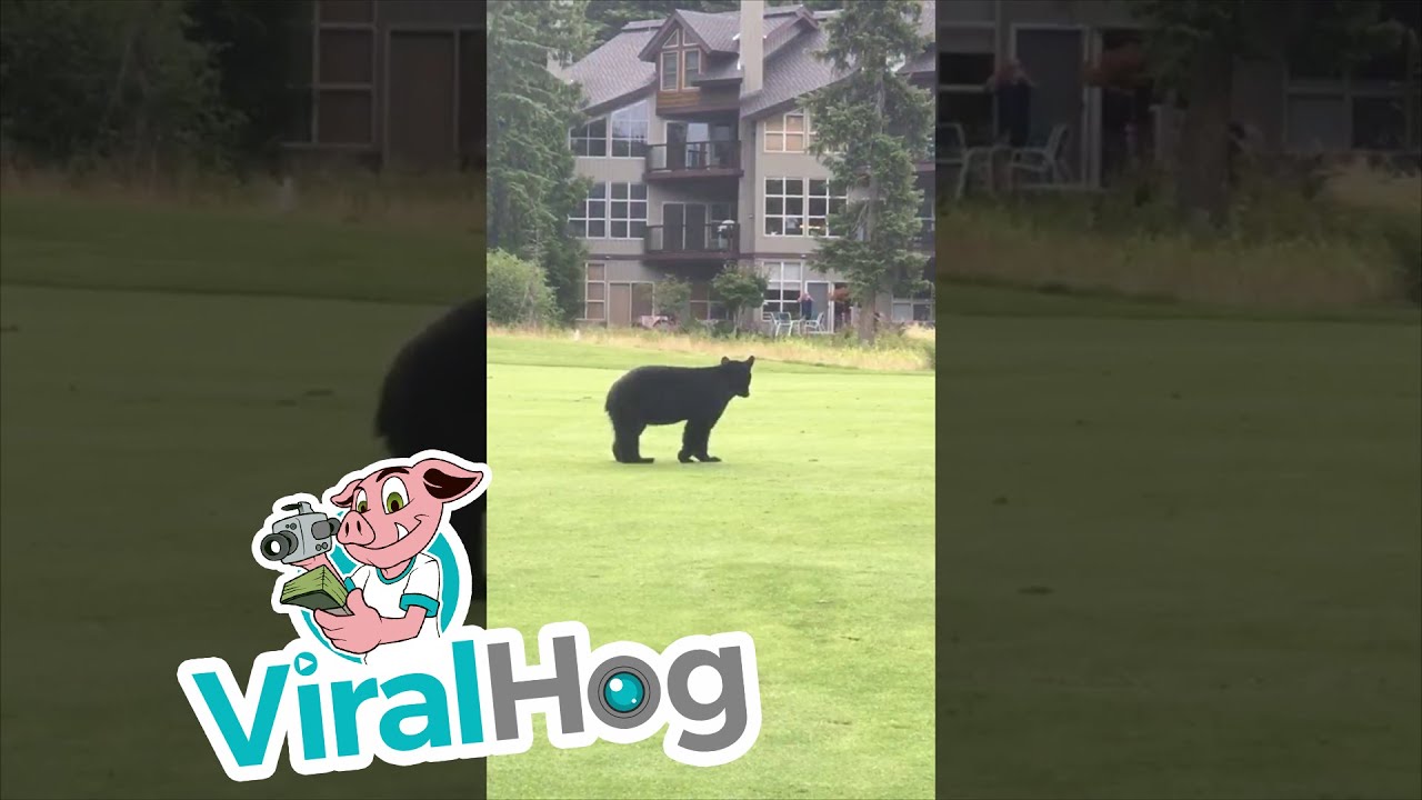 Golf Game Interrupted by Curious Bear || ViralHog