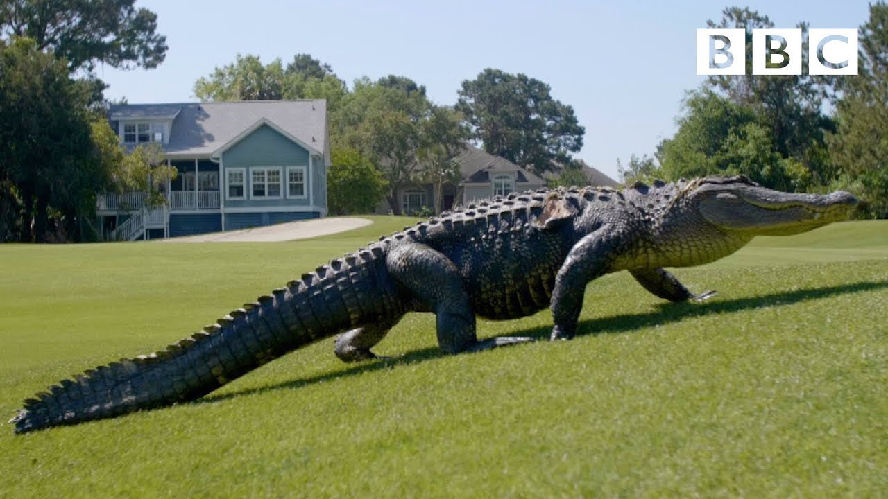 The Alligators taking over America's golf courses – BBC