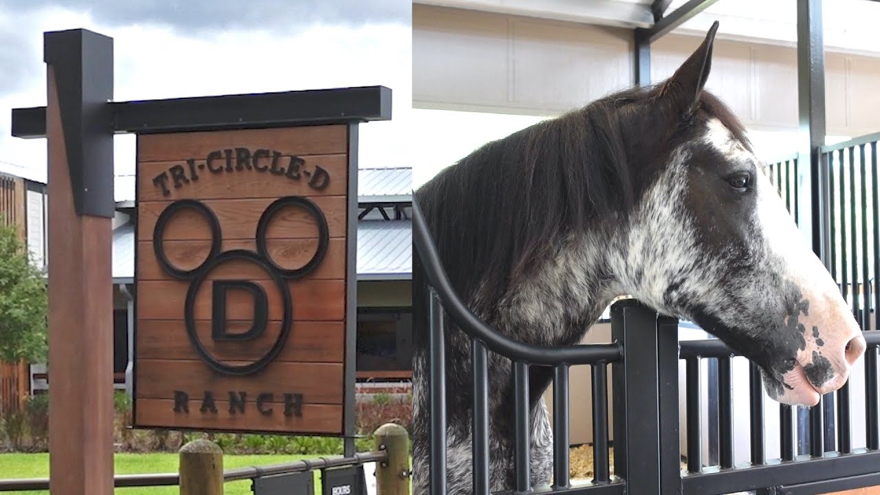 A Trip To Disney's Fort Wilderness Resort To Check Out The Horses At The All New Tri-Circle-D Ranch!