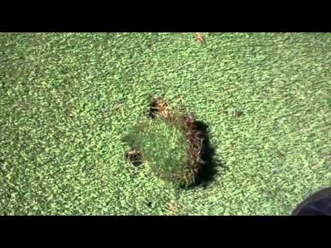 Replacing Divots – Bayview Golf Course Etiquette