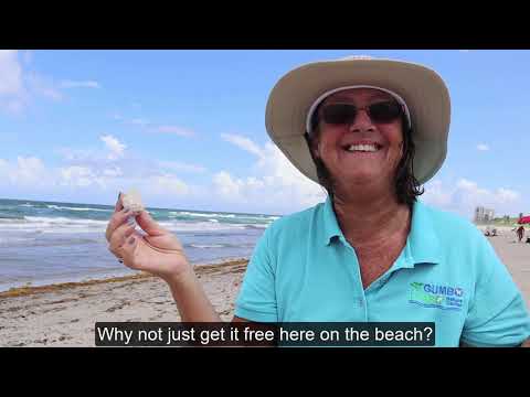 Beachcombing with Gumbo Limbo Nature Center