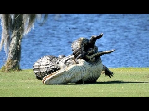 Alligators fight on Florida golf course