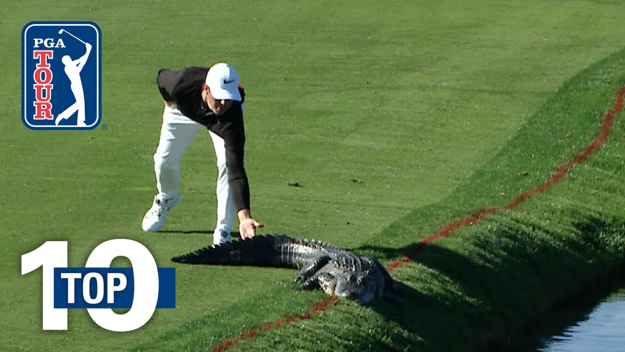 Top 10: Animal Encounters on the PGA TOUR