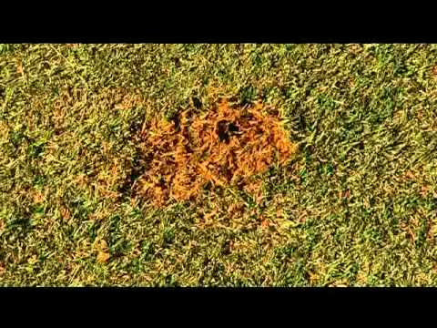 Course Etiquette – Divots