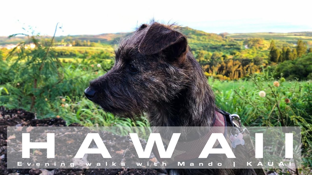 Sunset walks with Mando | On Hawaii Time | KAUAI HAWAII