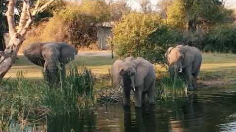 LIONS, LEOPARD & ELEPHANT ON GOLF COURSES